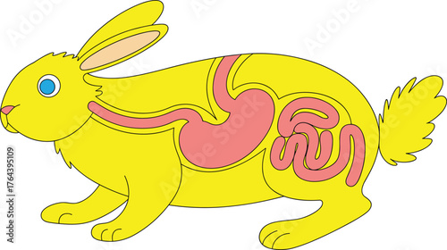 Rabbit digestive system diagram, simplified animal anatomy illustration, biology educational drawing, veterinary science resource, herbivore organ sketch, zoology teaching aid