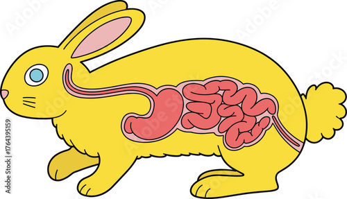 Rabbit digestive system anatomy illustration, animal biology diagram, veterinary educational drawing, internal organ sketch, zoology study resource, science teaching aid