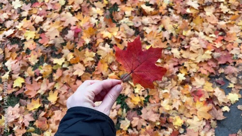 Autumn maple leaf in girl’s hand, warm seasonal mood outdoors