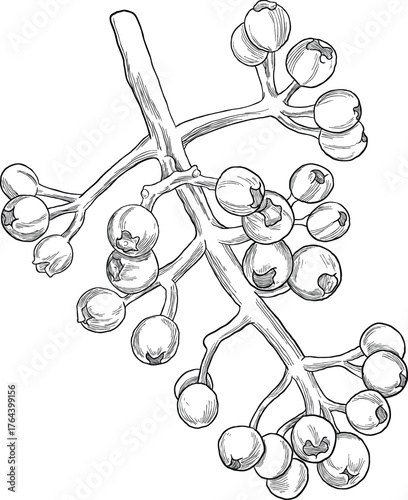 Hand Drawing Botanical Sketch of Berry Buds and Branch
