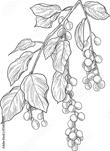 Hand Drawing Botanical Sketch of Chokeberry Fruit