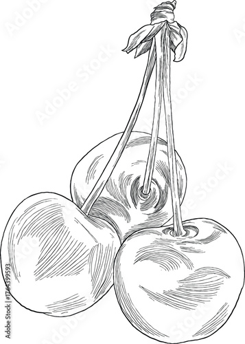 Hand Drawing Botanical Sketch of Cherry Fruit and Leaves