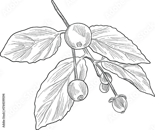 Hand Drawing Botanical Sketch of Muntingia (Jamaican Cherry)