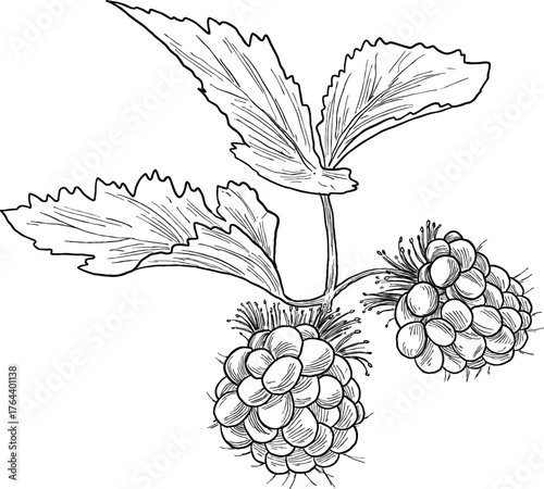 Hand Drawing Botanical Sketch of Salmonberry Plant