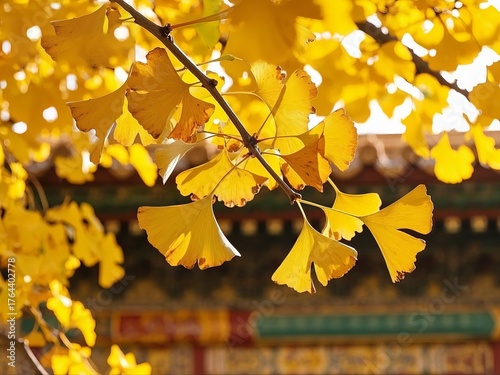 Golden ginkgo leaves in autumn with traditional architecture in the background