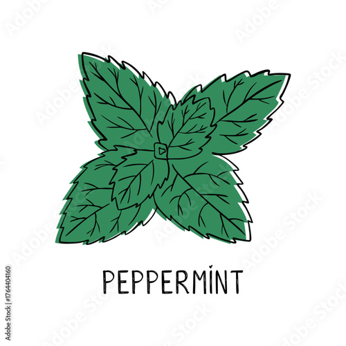 Peppermint. Mint. Hand-drawn illustration of a plant in doodle style. For the traditional menu of the bar and cuisine, treatment, medicine, gardening. Vector illustration