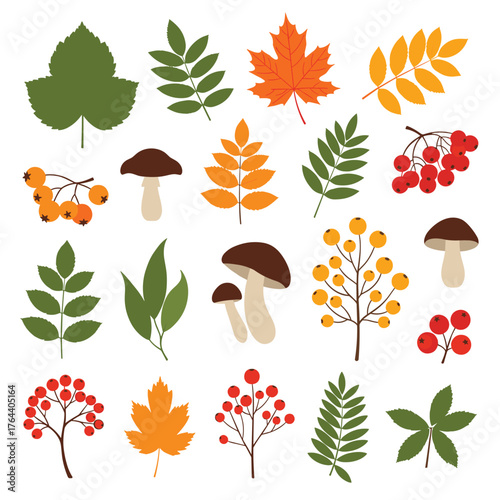 Autumn Nature Elements Collection Leaves Mushrooms Berries.