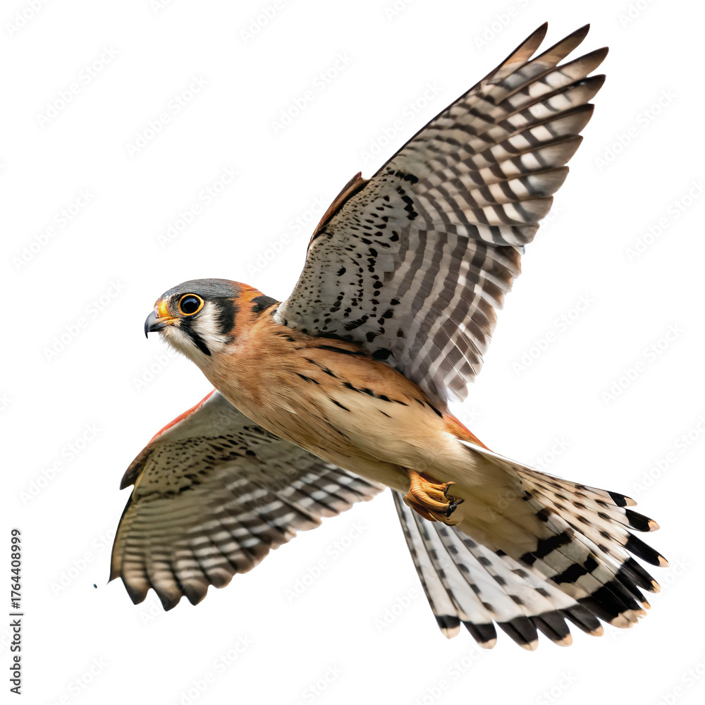 Fototapeta premium american kestrel flying isolated on transparent background