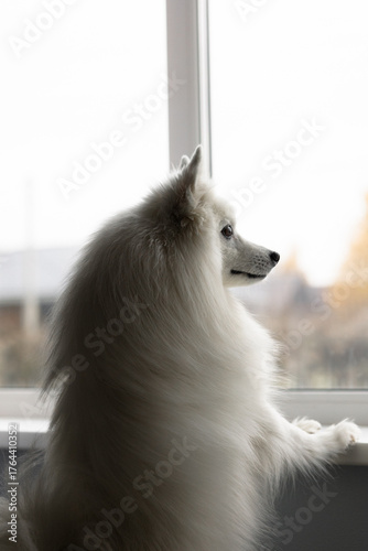 Separation anxiety. Lonely white dog dog looks out the window close-up