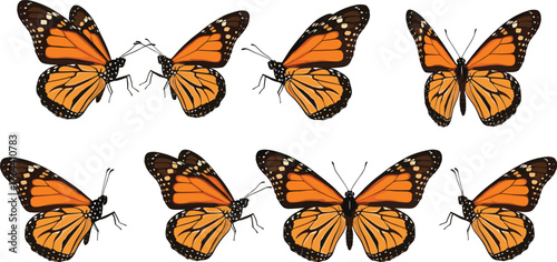 Monarch butterfly collection flying in air, orange black wing patterns, nature insect wildlife, decorative design element, spring summer theme, vector illustration, scrapbook clipart, wedding invitati