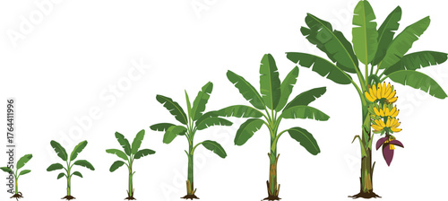 Cartoon banana plant growth stages from sprout to fruit-bearing tree, educational nature illustration, white background, botanical lifecycle diagram