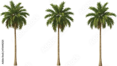 Palm tree illustration, tropical plant vector, summer nature graphic, beach vacation clipart, green fronds, landscaping design, travel theme