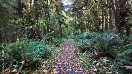 4K smooth stabilized walking footage through Maple Glade Rain Forest Trail in Olympic National Park, USA, showing lush green moss, ferns, and autumn leaves covering the forest path during fall season