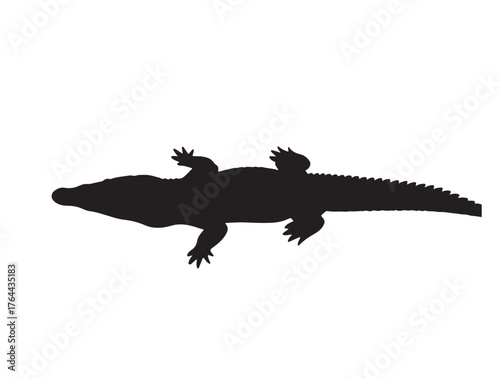 Crocodile top view in silhouette white background.