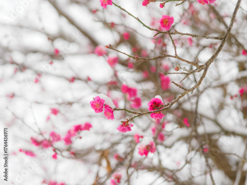 梅に雪が積もった風景