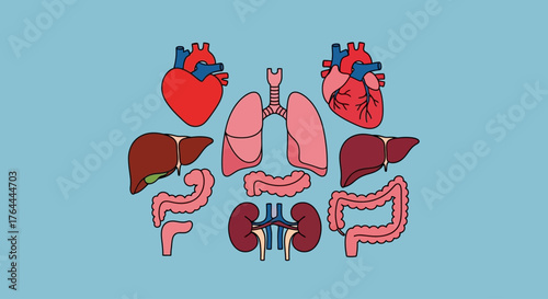 A collection of human internal organs including the heart, lungs, liver, kidneys, and intestines as a flat vector illustration.