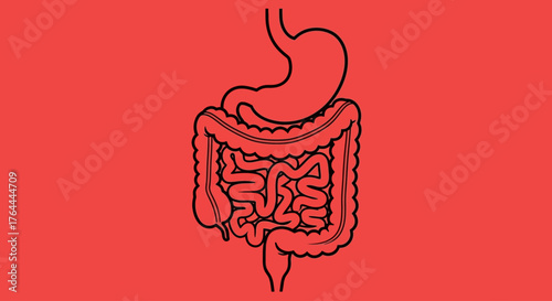 Illustration of the human digestive system on a red background.