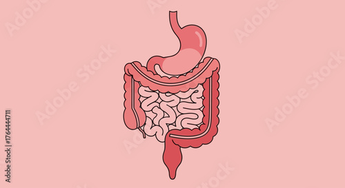 Anatomical illustration of the human digestive system with stomach and intestines on a pink background.