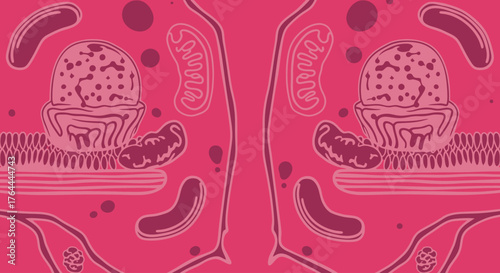 Microscopic view of cellular structures including mitochondria and endoplasmic reticulum in a vibrant pink hue.