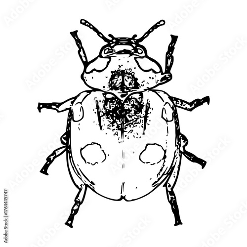 ladybug silhouette vector