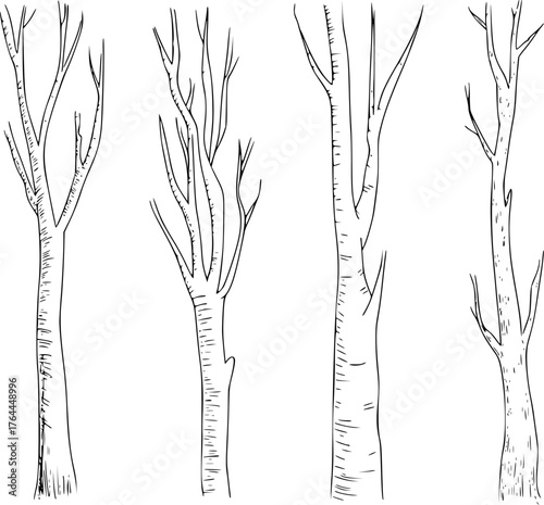 Format: Title: Black and white line drawing of four bare tree trunks and branches