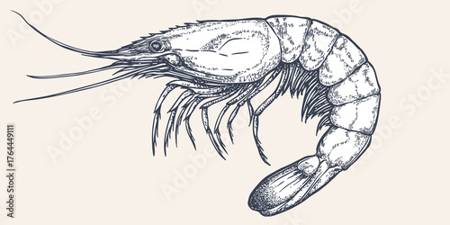Shrimp, seafood, sketch. Vintage retro print, seafood shrimp prawn sketch, sea life, ink pencil style drawing, engrave old school sketch, hand drawn. Sketch artwork shrimp. Vector Illustration