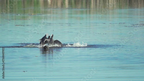 Eurasian Coot (Fulica atra). The bird swims in the river  against the background of golden reeds. Slow motion.