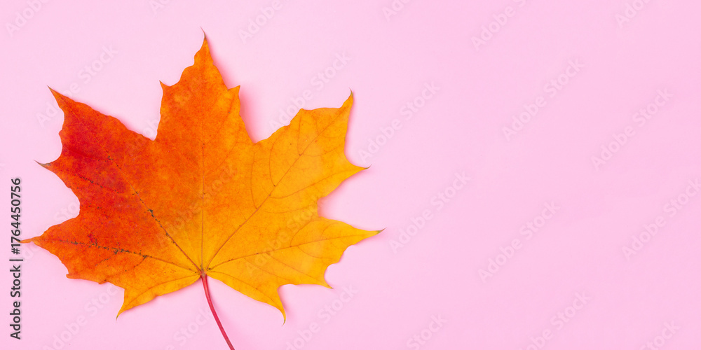 Fototapeta premium Bright orange autumn maple leaf on pink background