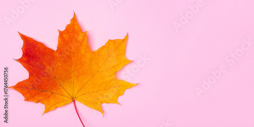 Bright orange autumn maple leaf on pink background