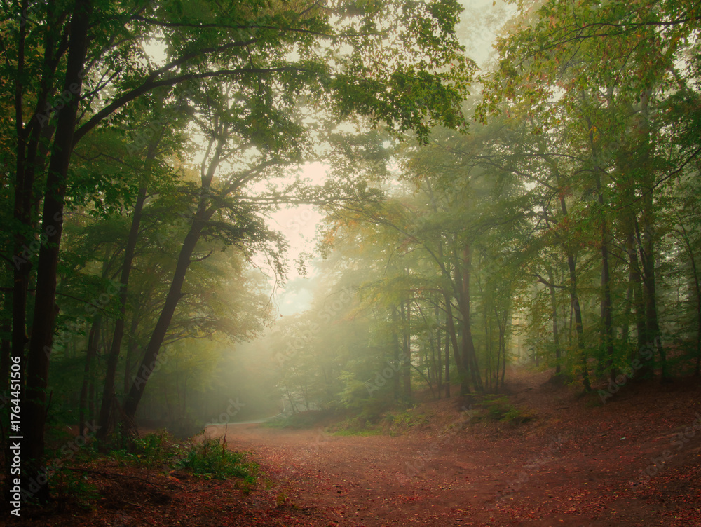 Obraz premium Creepy mysterious green foggy forest during autumn day with forest road and green foliage