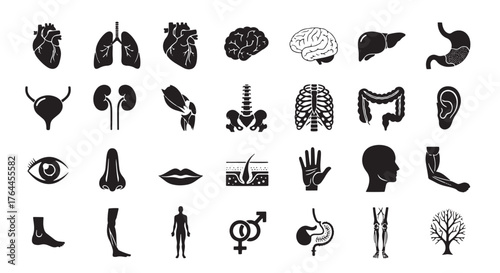 Vector art of set of grunge human internal organs anatomy and physiology of the human body