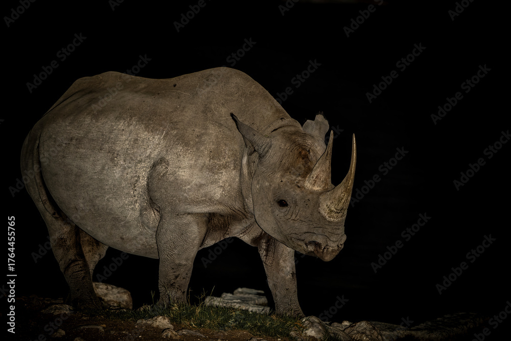 Obraz premium Black rhinoceros, black rhino or hook-lipped rhinoceros (Diceros bicornis) in the night. Black rhino visiting the Okaukuejo waterhole in the night in Etosha National Park in Namibia