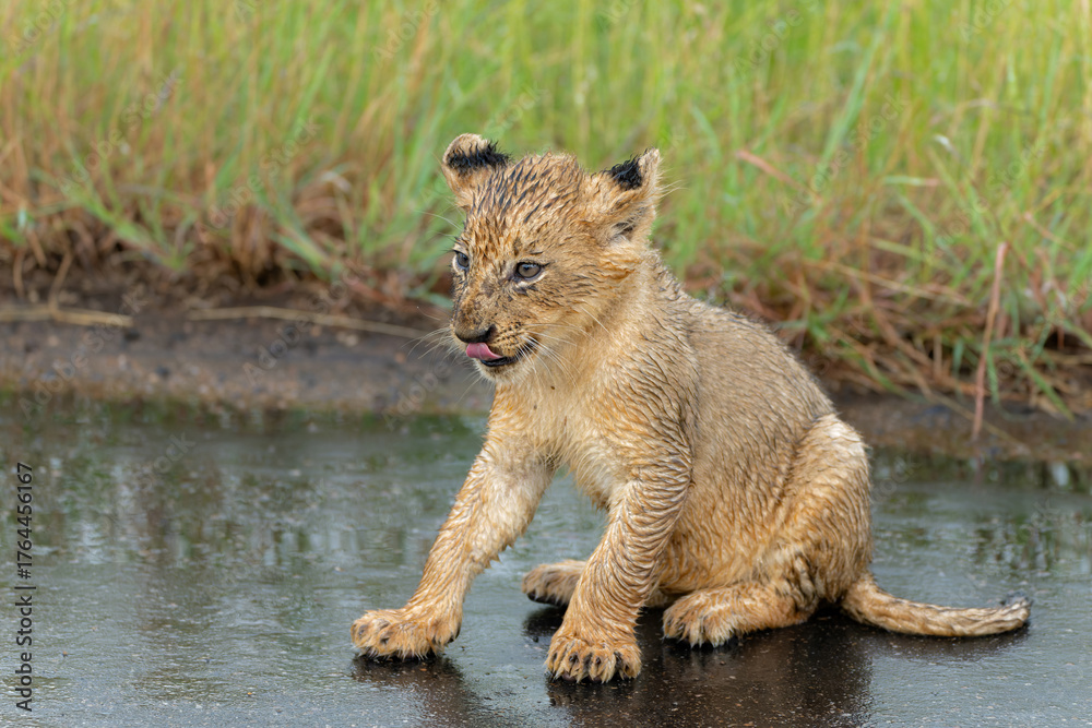 Obraz premium Lion cubs in the rain. these very young lion cubs are walking with mum in Kruger National Park in South Africa 