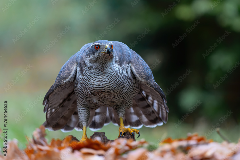 Fototapeta premium Northern goshawk (accipiter gentilis) protecting his food against a buzzard in the forest of Noord Brabant in the Netherlands