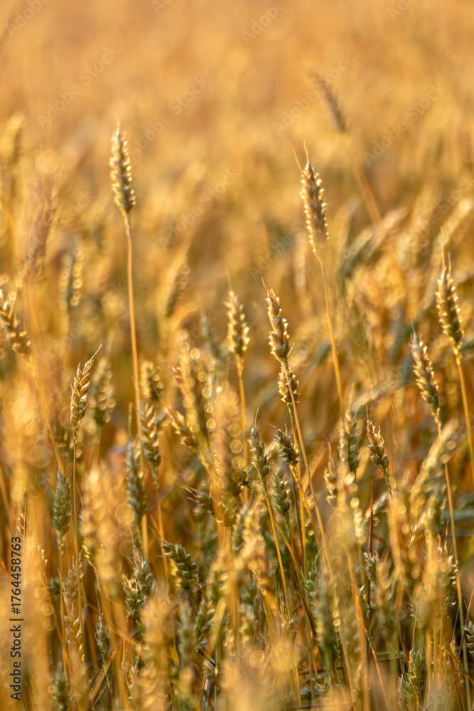 Fototapeta premium Wheat spikes in golden sunlight field with soft blurred field vertical view