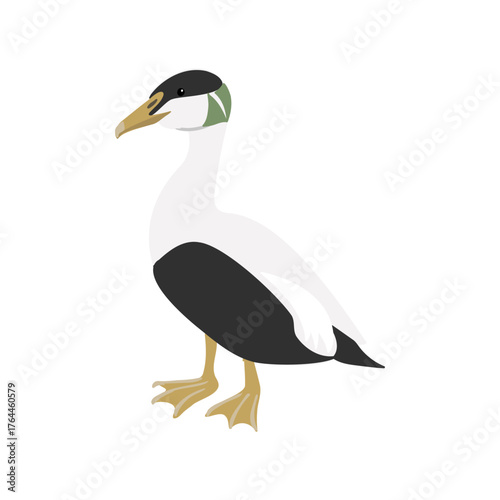 vector drawing bird, common eider , St. Cuthbert's duck or Cuddy's duck, hand drawn Somateria mollissima , isolated nature design elements
