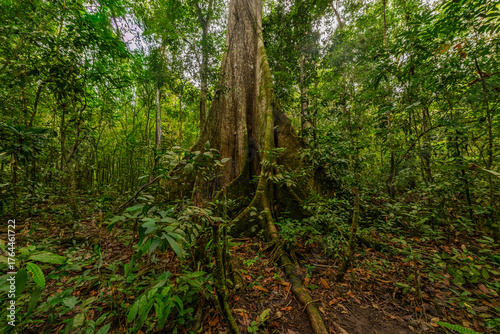 A towering kapok tree in the Amazon rainforest, surrounded by dense greenery and smaller plant species