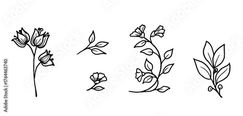 Graceful twigs black and white sketch. Vector illustration. Floral botanical drawing, set of silhouettes isolated on white background. For postcards, wedding invitations, advertising and blog design