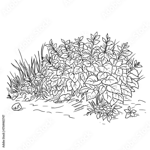 Lush bush with foliage, sketch. Vector illustration. Thickets of grass and wildflowers in the village, isolated on white background. For postcards, invitations, for printing on packaging and textiles