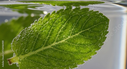 Fresh Green Mint Leaf Floating in Water with Bubbles and Natural Lighting