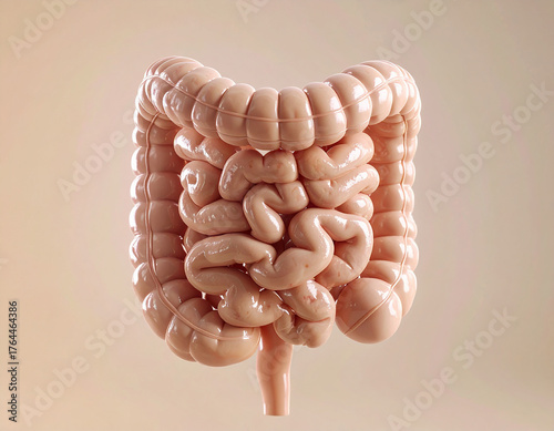 Exploring the Human Gut: From Digestion to Disease