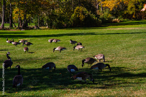 A flock of Canadian geese ( Branta Canadensis ) in the park. Oakville, Ontario, Canada