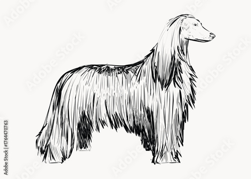 Afghan Hound dog animal illustration vector
