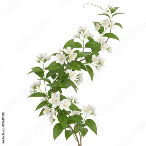 Delicate white jasmine flowers and green leaves on a slender branch isolated on transparent background