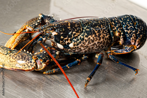 Fototapeta Naklejka Na Ścianę i Meble -  Blue lobster close-up, beautiful seafood