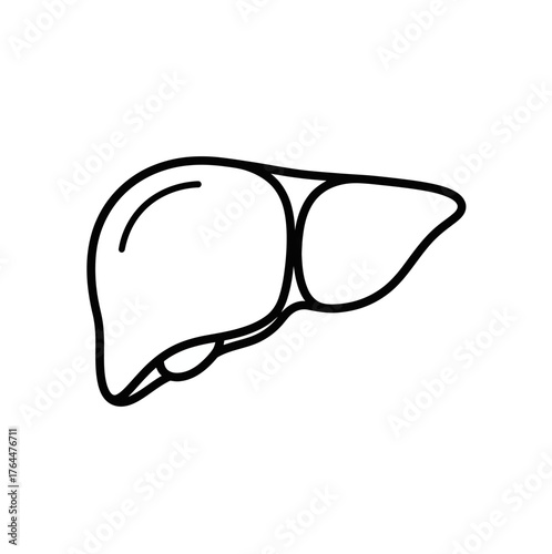 Liver outline anatomical drawing of internal organ for medical illustration and health awareness