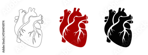 Human Heart Anatomy with Outlined, Red and Black Representations Against White