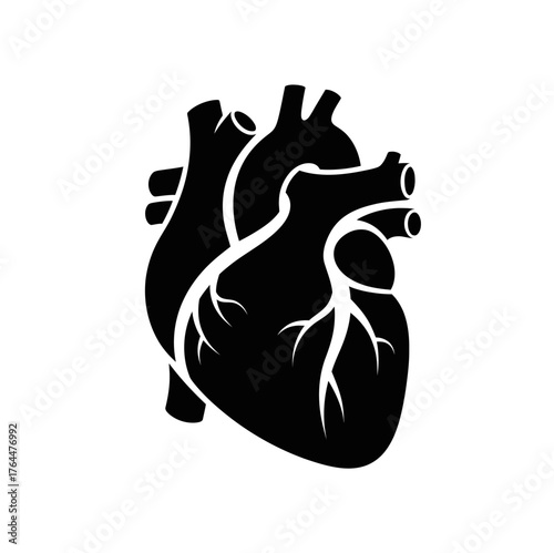 Anatomical Heart Illustration, Graphic Depiction of the Human Circulatory System