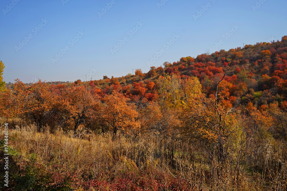 Fototapeta premium Bright and juicy autumn leaves. Mountainous area with different trees, leaf fall. Magical autumn.
