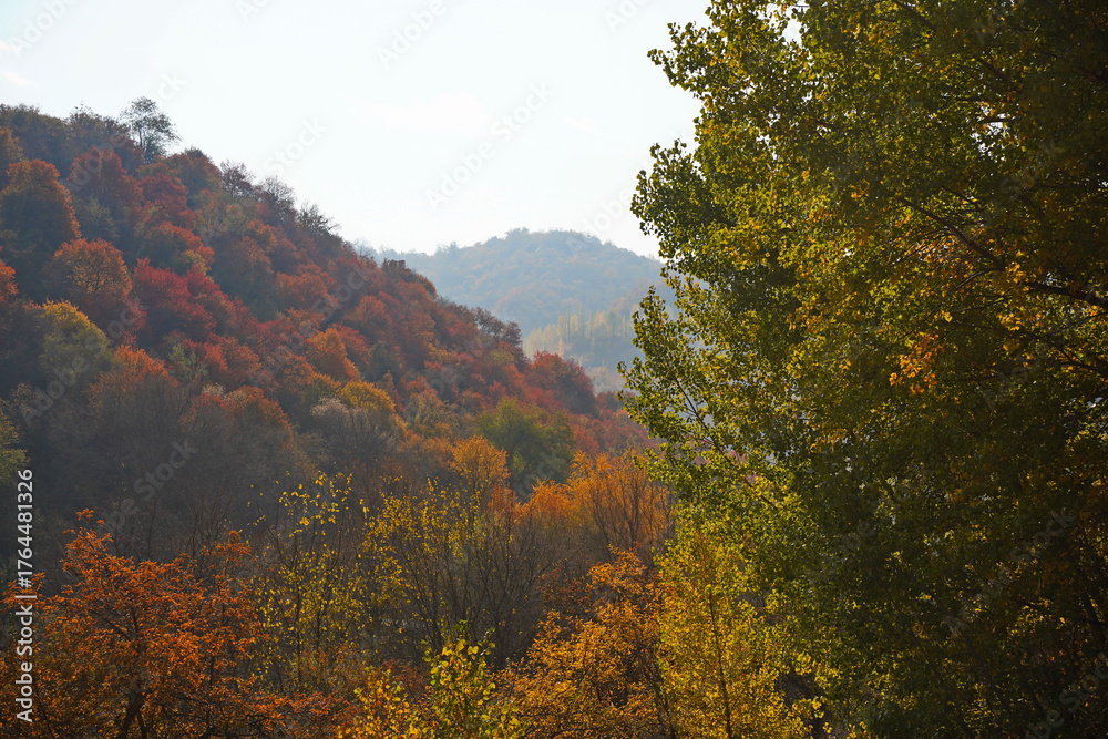 Fototapeta premium Bright and juicy autumn leaves. Mountainous area with different trees, leaf fall. Magical autumn.